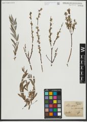 Foto von Salix repens subsp. rosmarinifolia (L.) Andersson